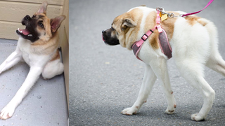 Believe it or not, this is a real dog, not a photoshop